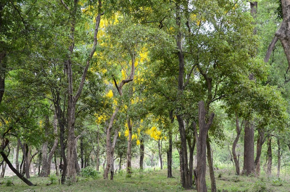 Ein Sandelholzwald in Kerala, Südindien