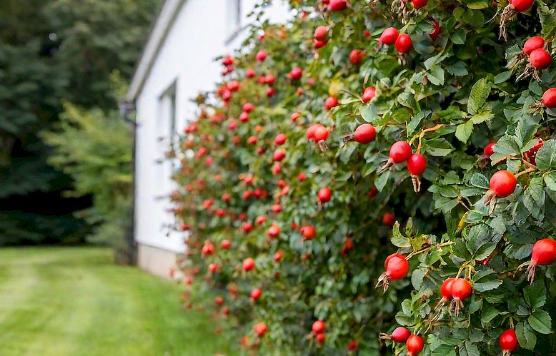 Auch die rundum nützliche Hagebutte eignet sich gut als Hecke und Begrenzung. 