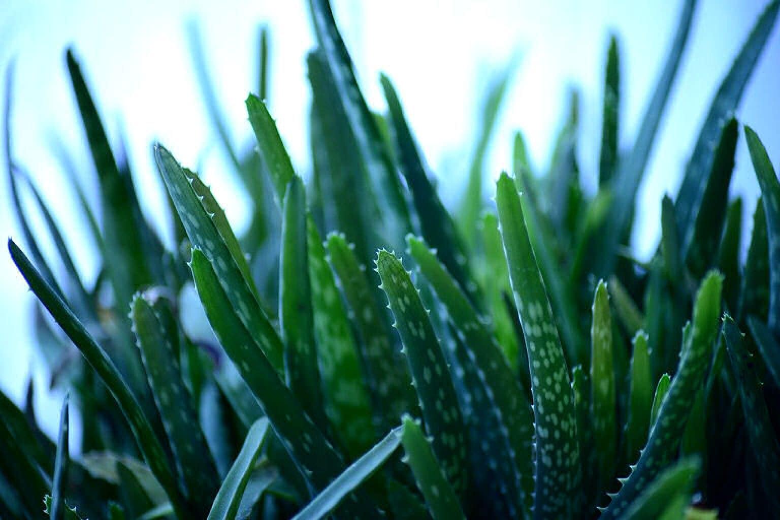 Aloe Vera Pflanze im Garten halten Kräuter und Kräuter